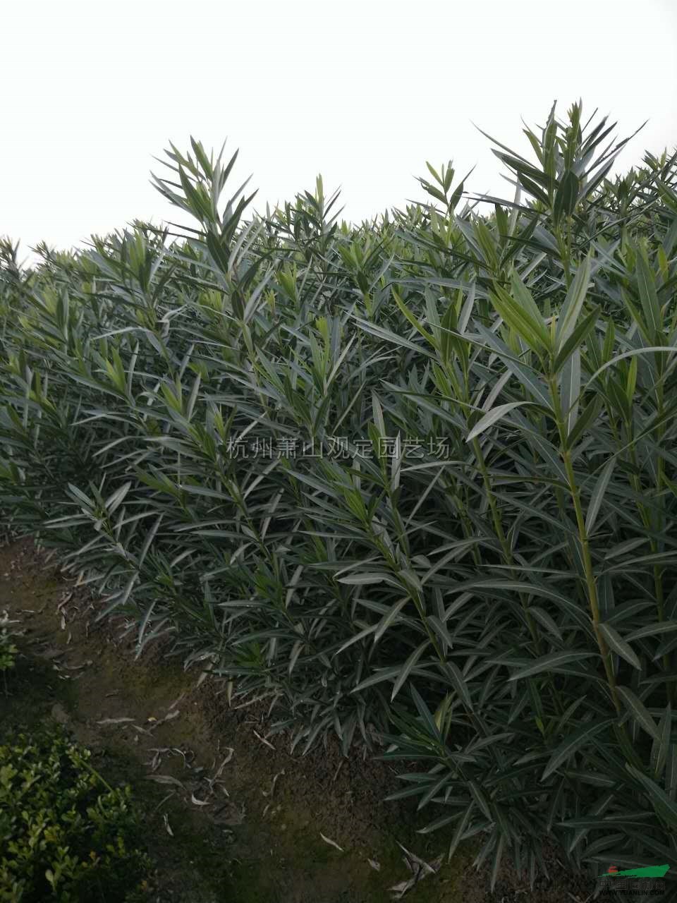 夹竹桃3分枝5分枝.最新价格/夹竹桃3分枝5分枝.报价