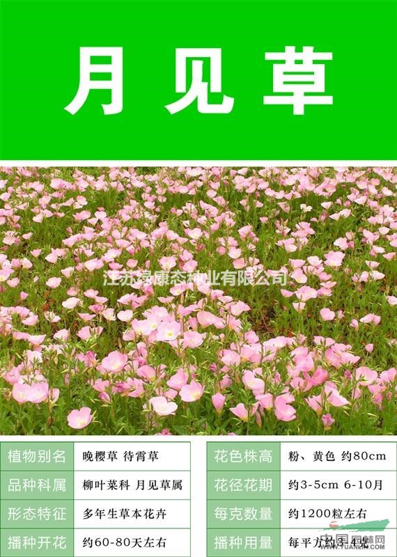 【蛇鞭菊】花卉種子  林木種子 藥材種子  花卉種球 