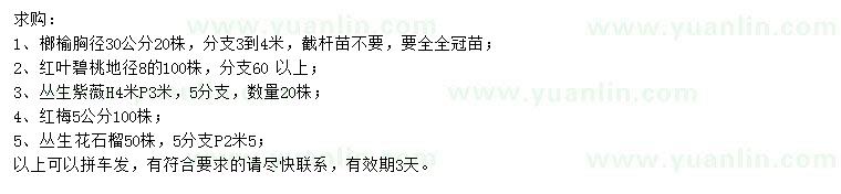 求購榔榆、紅葉碧桃、叢生紫薇等