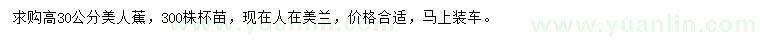 求購高30公分美人蕉