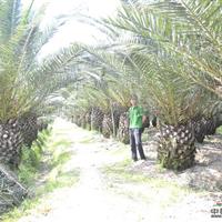 加拿利海棗種植基地\加拿利海棗種植基地圖片展示