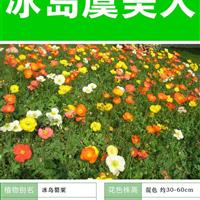【冰島虞美人】大量種子銷售批發(fā) 價格低質(zhì)量高成活率95%
