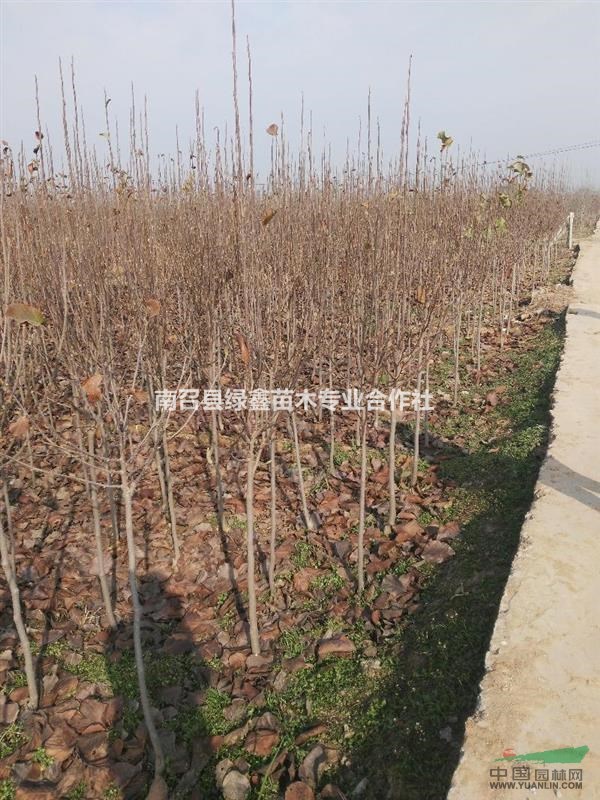 河南南陽地區(qū)大量供應(yīng)3公分的紅玉蘭