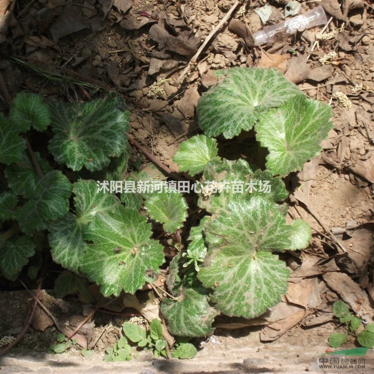 虎耳草 也叫金絲荷葉  基地促銷 低價批發(fā)