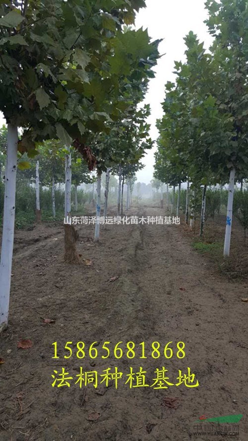 法桐樹(shù) 法桐新價(jià) 法桐種植基地