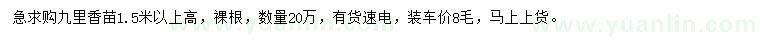 求購(gòu)高1.5米以上九里香苗
