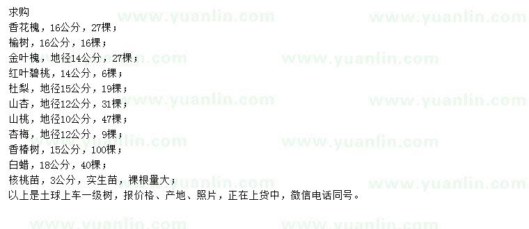求購(gòu)香花槐、榆樹(shù)、金葉槐等