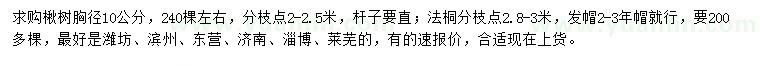 求購胸徑10公分楸樹、法桐