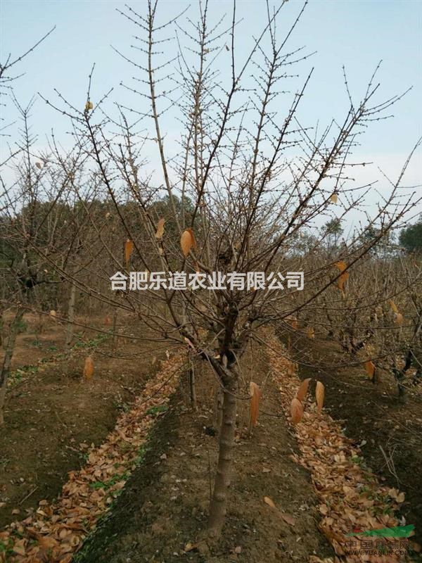 腊梅报价 腊梅合肥专业供应商 华东腊梅价格走势