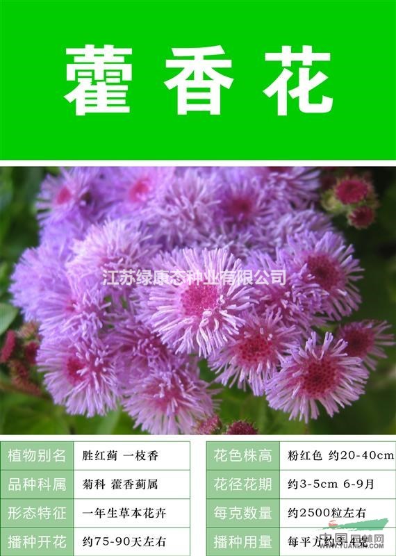 【藿香種子】大量種子銷售批發(fā)價格低質(zhì)量高成活率95%