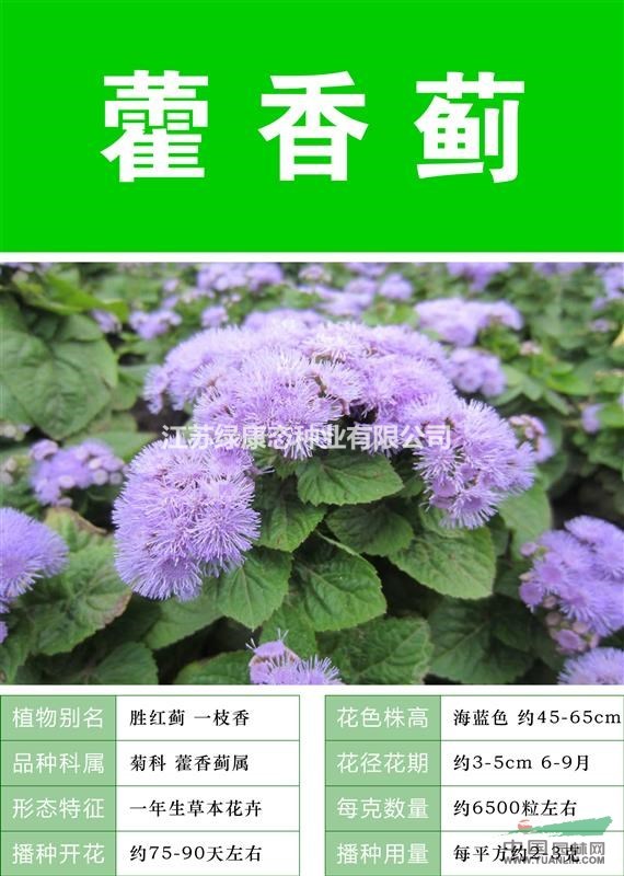 【藿香種子】大量種子銷售批發(fā)價格低質(zhì)量高成活率95%