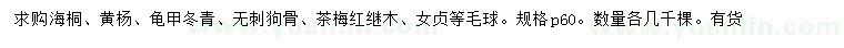 求購海桐、黃楊、龜甲冬青等