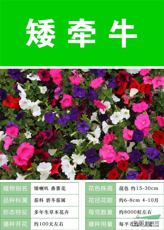 【長(zhǎng)春花種子】大量種子銷(xiāo)售批發(fā)價(jià)格低質(zhì)量高成活率95%