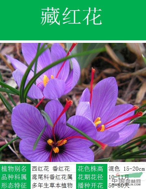【長(zhǎng)春花種子】大量種子銷(xiāo)售批發(fā)價(jià)格低質(zhì)量高成活率95%