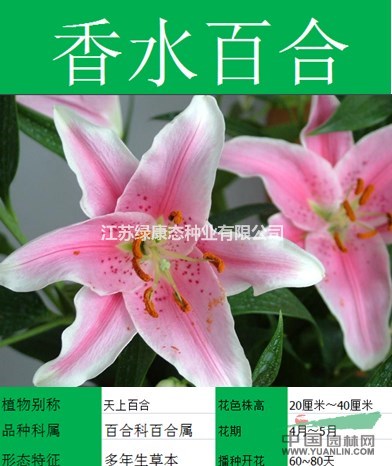 【百合種子】大量種子銷售批發(fā)價(jià)格低質(zhì)量高成活率95%