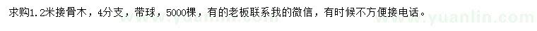 求購1.2米接骨木