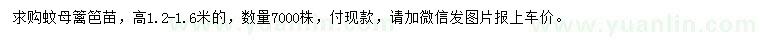 求購高1.2-1.6米蚊母籬笆苗