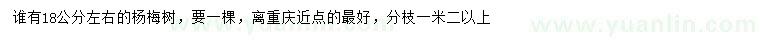 求購18公分左右楊梅樹