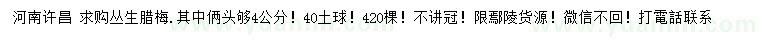 求購4公分叢生臘梅