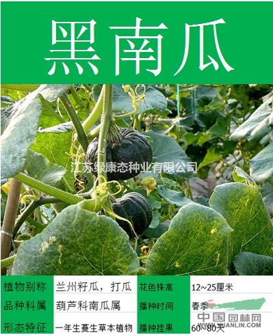 【千鳥草】專業(yè)種子銷售批發(fā)  