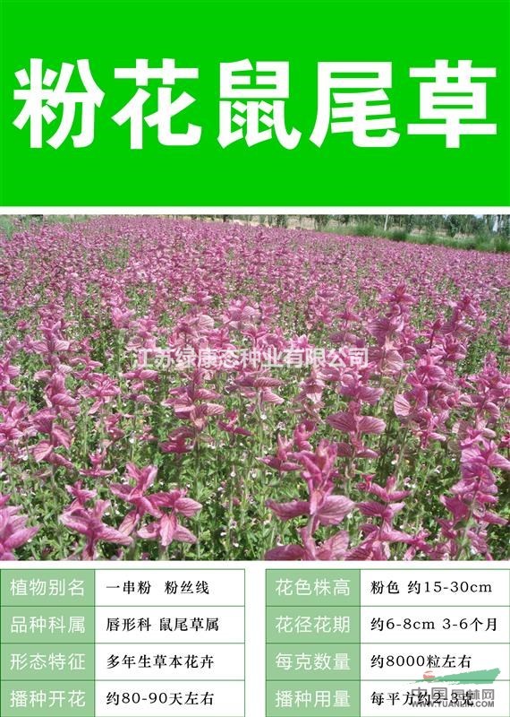 【柳葉馬鞭草】專業(yè)出售種子  價格低質(zhì)量高 品質(zhì)高 各種種子