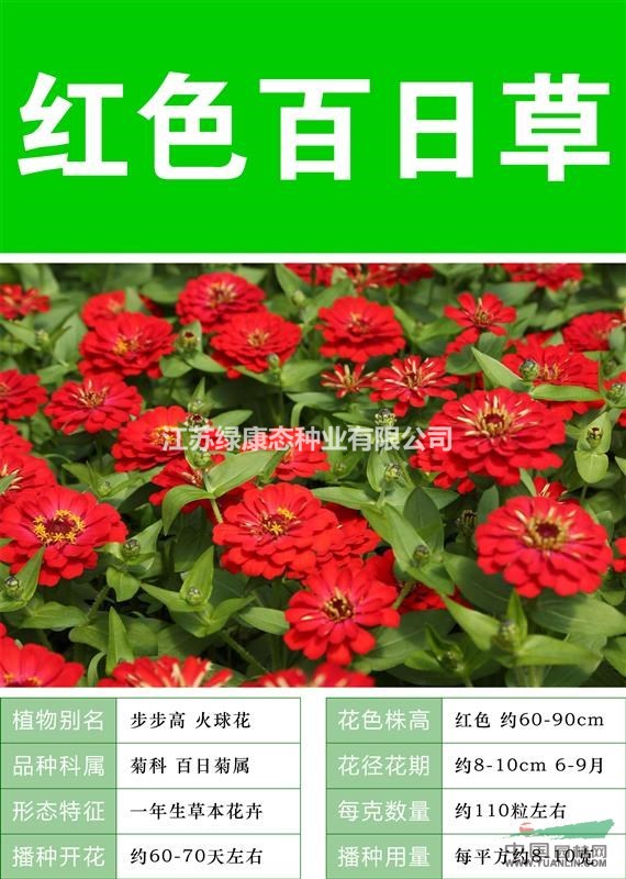 【百日草】【百日草種子  各種種子出售 價格低 質(zhì)量高 】