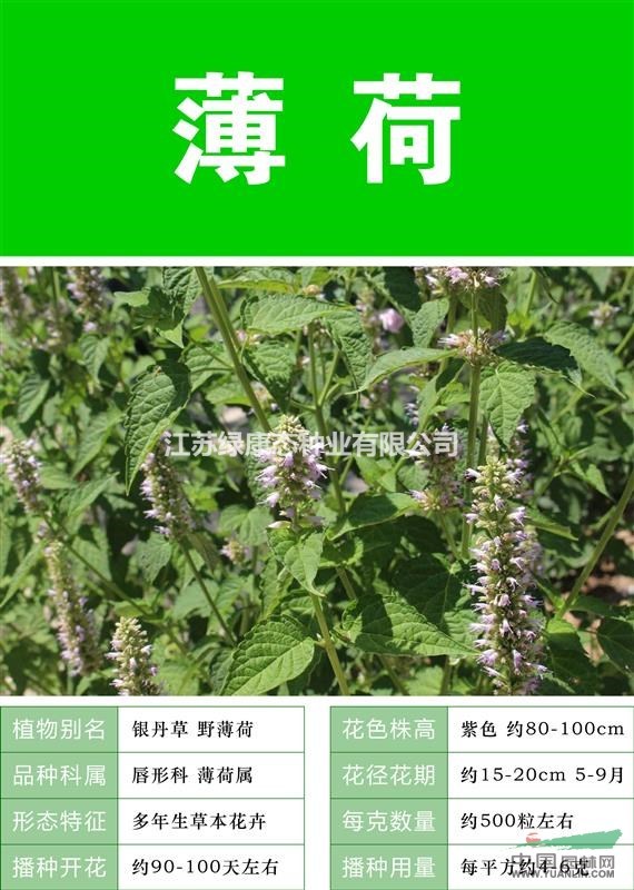 【千日紫】【千日紫種子 價(jià)格低 質(zhì)量高成活率高品質(zhì)好】
