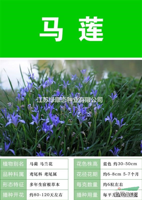 【永生菊】【大量花卉種子  花海打造 草籽  出售批發(fā)】