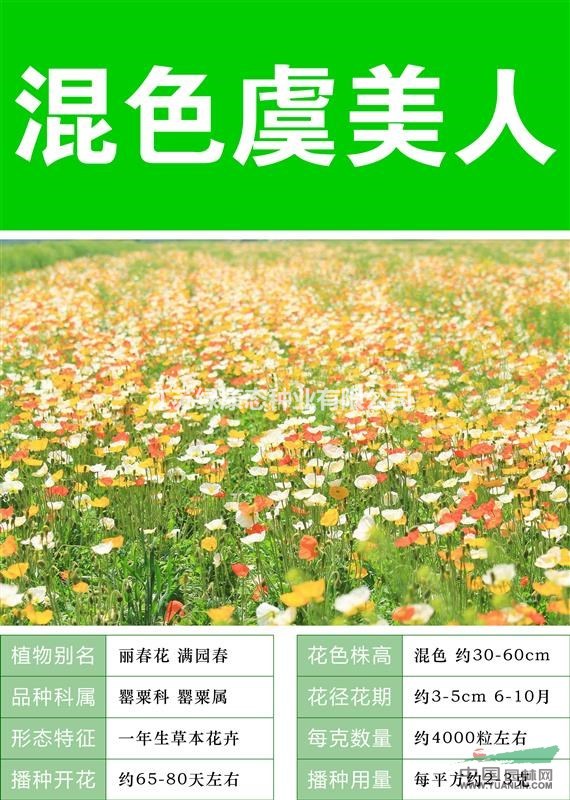 【虞美人】【大量種子出售批發(fā) 價(jià)格低 質(zhì)量高 成活率高】