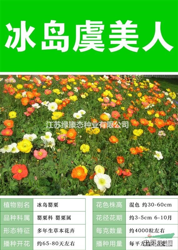 【虞美人】【大量種子出售批發(fā) 價(jià)格低 質(zhì)量高 成活率高】