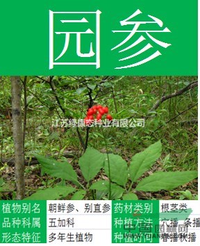 【金盞菊】【大量種子出售批發(fā) 價格低 質(zhì)量高  成活率高 】