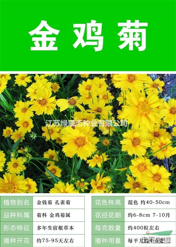 【大花耬斗菜】【種子出售批發(fā) 價格低 質(zhì)量高 成活率高】