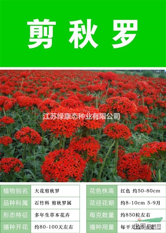 【大花耬斗菜】【種子出售批發(fā) 價格低 質(zhì)量高 成活率高】