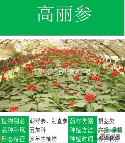 【神香草】【專業(yè)種子出售價格低質(zhì)量高 成活率高】