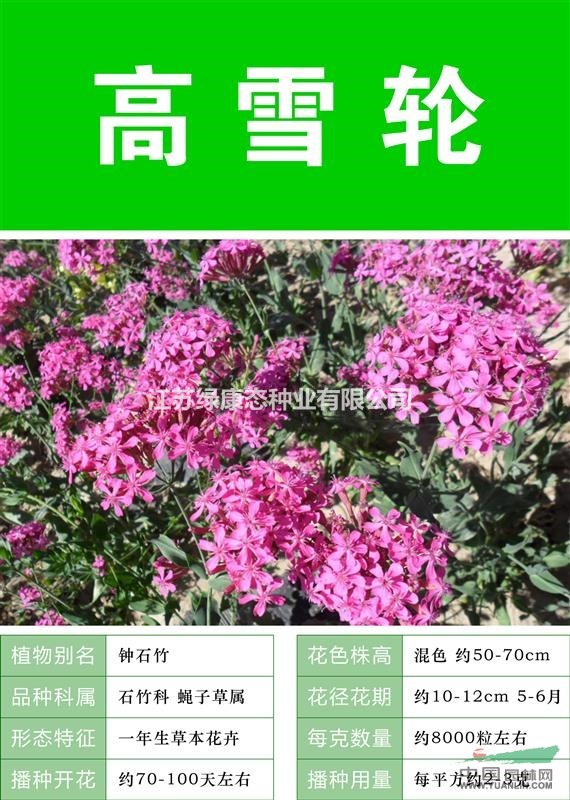 【藍(lán)薊】【專業(yè)銷售種子 批發(fā) 價(jià)格低 質(zhì)量高成活率高】
