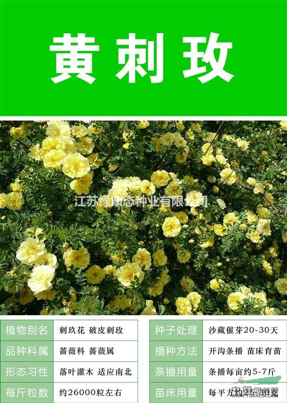 【藍(lán)薊】【專業(yè)銷售種子 批發(fā) 價(jià)格低 質(zhì)量高成活率高】