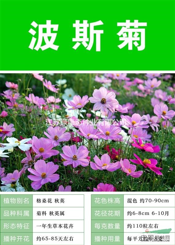 【大量黑心菊種子   出售優(yōu)惠  包成活率 】