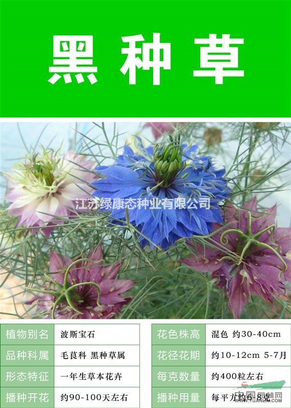 【大量金光菊種子  出售優(yōu)惠  包成活率】