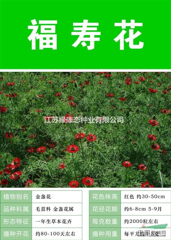 【大量白晶菊種子  出售優(yōu)惠  包成活率】