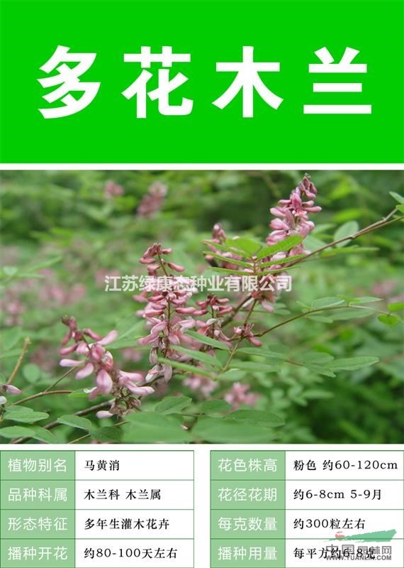 【大量非洲菊種子  出售優(yōu)惠   包成活率】