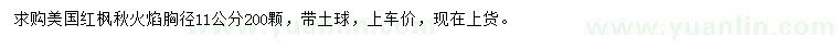 求購胸徑11公分美國紅楓秋火焰