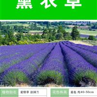 薰衣草【專業(yè)打造薰衣草花海 質(zhì)量高 成活率高  】