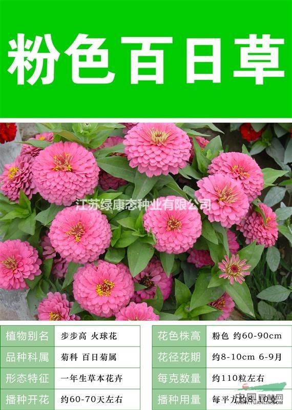 薰衣草【專業(yè)打造薰衣草花海 質(zhì)量高 成活率高  】