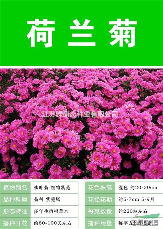 薰衣草【專業(yè)打造薰衣草花海 質(zhì)量高 成活率高  】