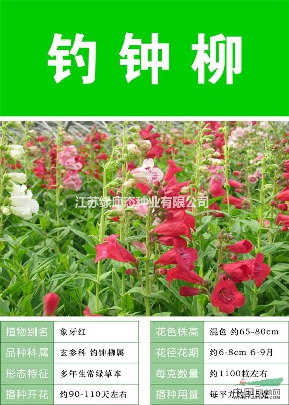 【金魚草】專業(yè)打造花海  價格優(yōu)惠 批發(fā)  質(zhì)量高