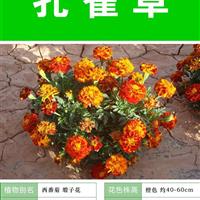 【孔雀草】 專業(yè)種子銷售 批發(fā)  質(zhì)量高 