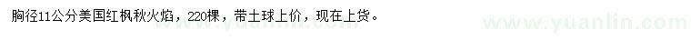 求購胸徑11公分美國紅楓秋火焰