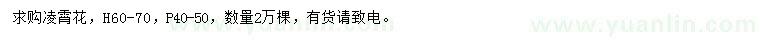 求購高60-70公分凌霄花