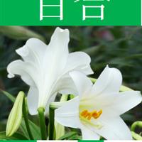 【重瓣百合】【盆栽百合  技術(shù)指導(dǎo) 上門(mén)指導(dǎo)種植】