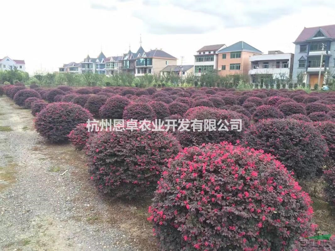 蕭山供應(yīng)紅花繼木球 質(zhì)量如圖